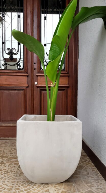Moderna