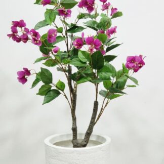 Planta 248