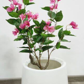 Planta 247
