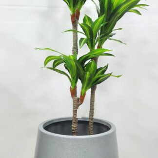 Planta 238