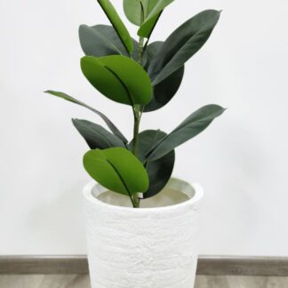 Planta 146