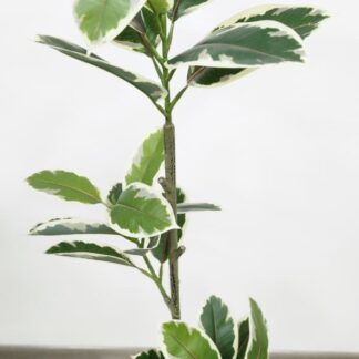 Planta 210