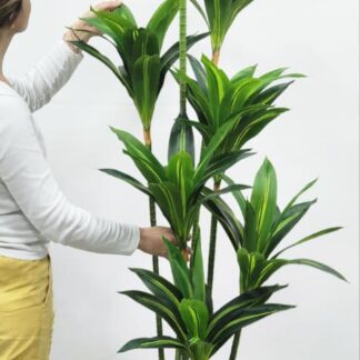 Planta 229