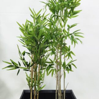 Planta 144
