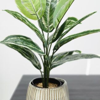 Planta 163