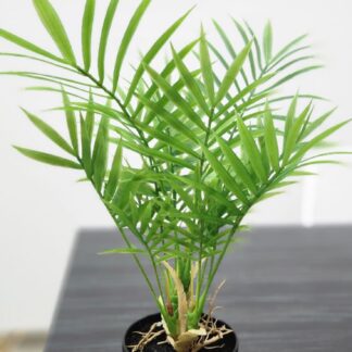 Planta 205
