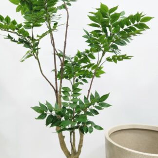 Planta 184