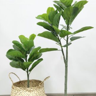 Planta 141