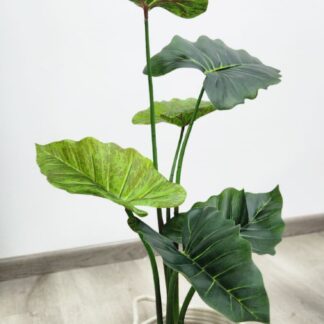 Planta 496
