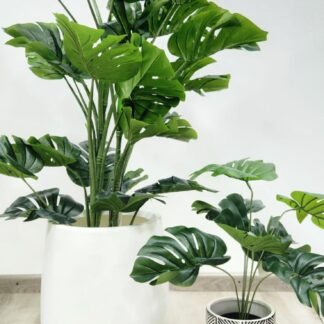 Planta 135