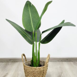 Planta 100