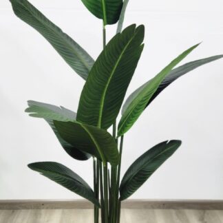 Planta 206